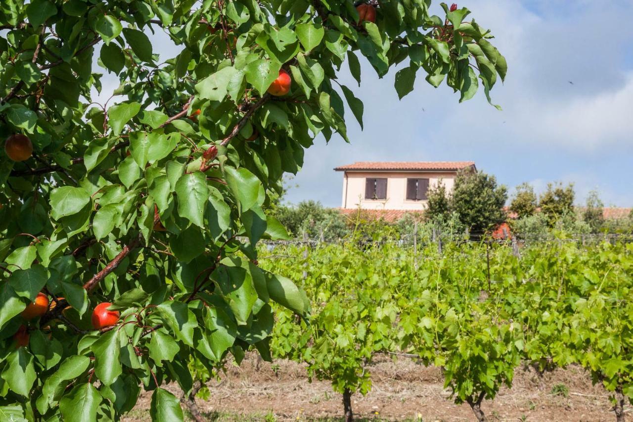 Agriturismo Casale Sasso Cerveteri Exteriör bild